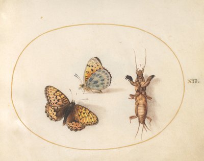 Twee weergaven van een vlinder (zilveren rand fritillaria?) en een molkrekel door Joris Hoefnagel