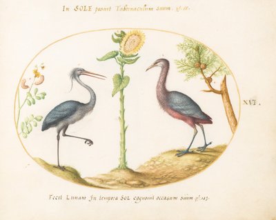 Plaat 16: Twee reigers(?) met een zonnebloem door Joris Hoefnagel