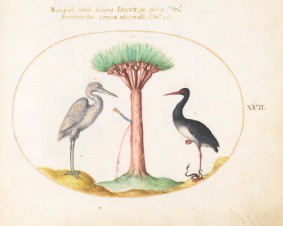 Plaat 17: Witte reiger(?) en zwarte ooievaar die een slang doden met een drakenbloedboom door Joris Hoefnagel