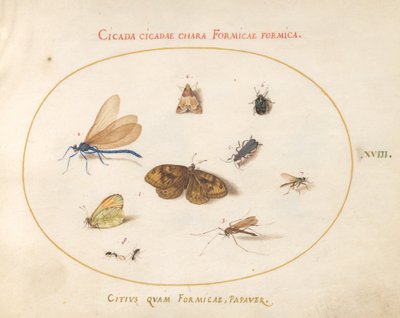 Plaat 18: Twee Vlinders en een Mot met een Libel, Twee Mieren en Vier Andere Insecten door Joris Hoefnagel