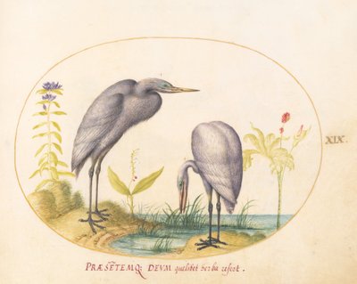 Plaat 19: Twee Grote Reigers met Groene Broedmaskers door Joris Hoefnagel