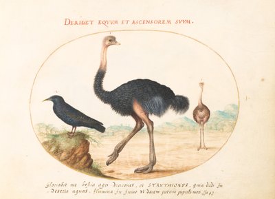 Plaat 1: Twee Struisvogels en een Spreeuw door Joris Hoefnagel