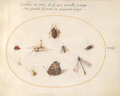 Plaat 21: Een Vlinder met een Libel, een Lieveheersbeestje en Vijf andere Insecten door Joris Hoefnagel