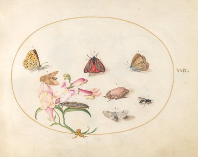 Plaat 22: Vlinders met andere insecten en een leeuwenbek door Joris Hoefnagel