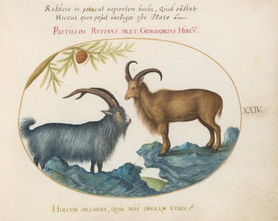 Plaat 24: Een Wilde Geit en een Berbers Schaap(?) door Joris Hoefnagel
