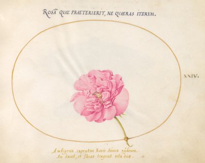 Plaat 24: Roze Roos door Joris Hoefnagel