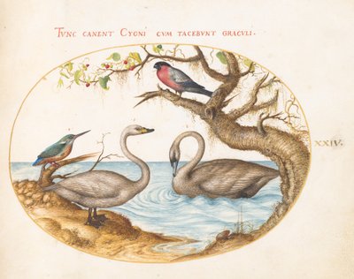 Twee zwanen, een ijsvogel en een goudvink door Joris Hoefnagel