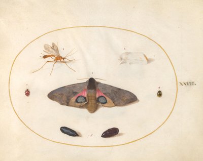 Plaat 27: Twee Motten, Twee Poppen en Andere Insecten door Joris Hoefnagel