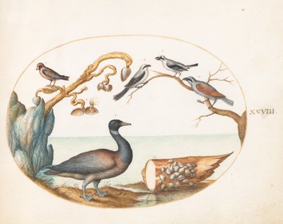 Plaat 28: Barnacle gans met klauwieren en andere vogels door Joris Hoefnagel
