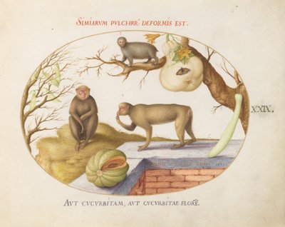 Plaat 29: Twee Apen, een "Arctopithecus"(Luiaard?) en Fruit door Joris Hoefnagel