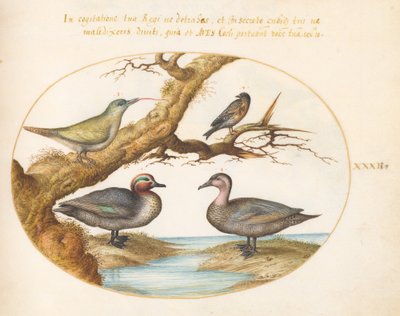 Plaat 32: Een groen gevleugelde taling, een jonge groene specht en twee andere vogels door Joris Hoefnagel