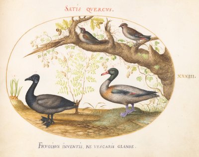 Plaat 33: Een Paar Pestvogels, een Bergeend(?) en een Rotgans met een Gemberplant door Joris Hoefnagel