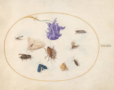 Plaat 33: Mot en Vlinder met andere Insecten en een Akeleibloem door Joris Hoefnagel