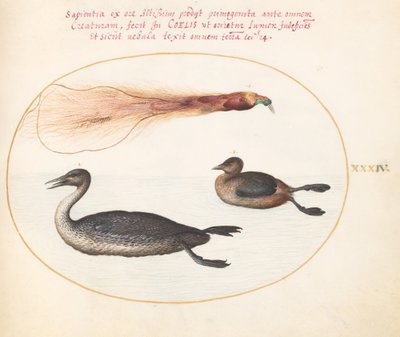 Plaat 34: Paradijsvogel met Mereganser(?) en Fuut(?) door Joris Hoefnagel