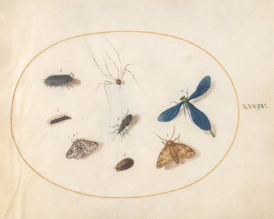 Twee motten met een spin, een rups en vier andere insecten door Joris Hoefnagel
