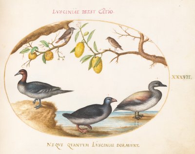 Plaat 37: Drie watervogels met twee vogels in citrusbomen door Joris Hoefnagel
