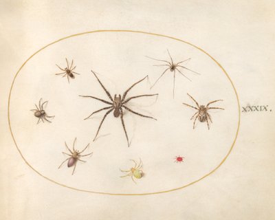 Plaat 39: Acht Spinnen door Joris Hoefnagel