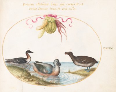 Plaat 39: Drie watervogels, een met blauwe voeten, onder een slinger van producten door Joris Hoefnagel