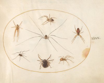Acht Spinnen door Joris Hoefnagel