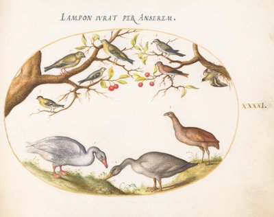 Plaat 41: Twee Grijze Ganzen met Zangvogels in een Kersenboom door Joris Hoefnagel