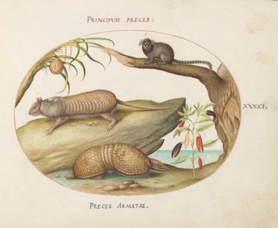 Twee soorten gordeldieren met een marmoset, een kokospalm en een peperplant (plaat 41) door Joris Hoefnagel