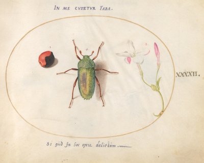 Plaat 42: Juweelkever met een plantengal(?) en een bloem door Joris Hoefnagel