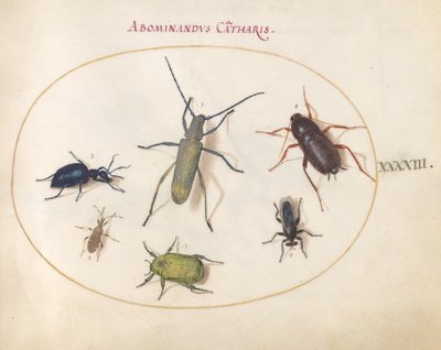 Plaat 43: Een Goudbloemige Grijze Langhoorn, Tansy Kever, Kakkerlak, Bladpootwants en Andere Insecten door Joris Hoefnagel