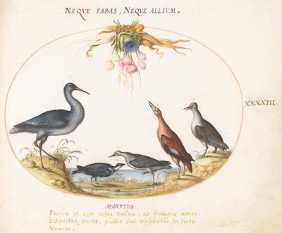 Plaat 43: Strandlopers en Andere Kustvogels Bewonderen een Bloemenslinger door Joris Hoefnagel