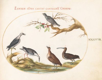 Blad 47: Kustvogels met een zittende vogel door Joris Hoefnagel
