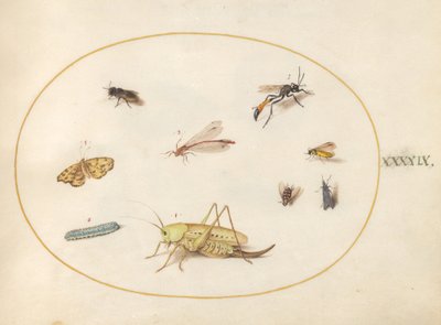 Plaat 49: Een sprinkhaan, een rups, een vlinder, een mot en andere insecten door Joris Hoefnagel