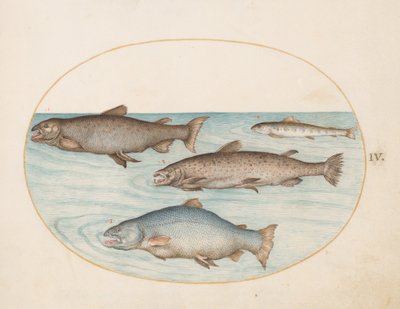 Plaat 4: Vier Zalm door Joris Hoefnagel