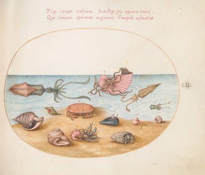 Plaat 52: Een Argonaut, Inktvis, Heremietkreeften, Schelpen en een Krab door Joris Hoefnagel