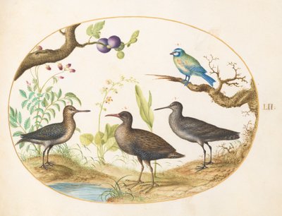 Blauwe mees met drie waadvogels en een vijgenboom door Joris Hoefnagel