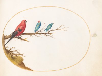 Plaat 53: Drie Felgekleurde Vogels door Joris Hoefnagel