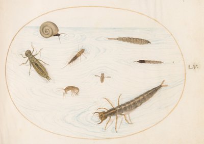 Plaat 55: Waterinsecten en Ongewervelden, Inclusief een Slak door Joris Hoefnagel