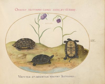 Plaat 55: Drie schildpadden en twee fritillaria door Joris Hoefnagel