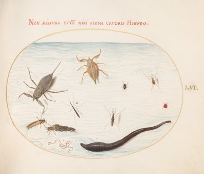 Plaat 56: Waterschorpioen, Watermeter, Vijverloper, Rode Watermijt, Bloedzuiger(?) en Andere Waterinsecten door Joris Hoefnagel