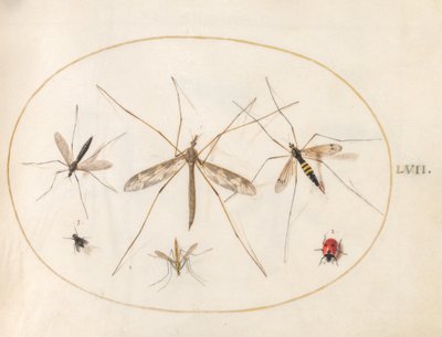 Plaat 57: Een Lieveheersbeestje, een Vlieg en Vier Andere Insecten door Joris Hoefnagel