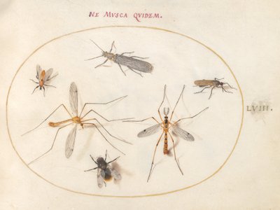 Plaat 58: Een Bij en Vijf Andere Insecten door Joris Hoefnagel