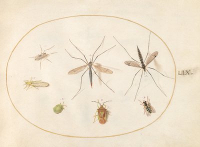 Zeven insecten, waaronder een meidoornwants, langpootmuggen en een zweefvlieg (plaat 59) door Joris Hoefnagel