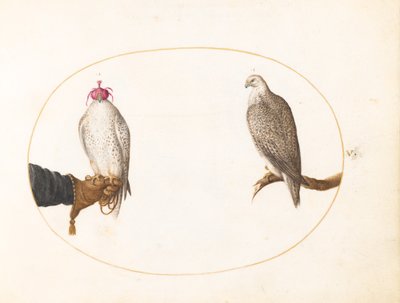 Plaat 5: Een Gehoede Valk en Zijn Wilde Tegenhanger door Joris Hoefnagel