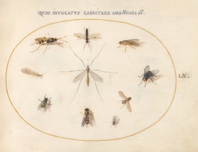 Plaat 60: Vliegen en andere insecten door Joris Hoefnagel