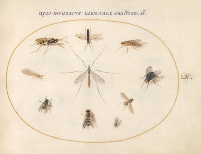 Blad 60: Vliegen en andere insecten, ca. 1575/80 door Joris Hoefnagel