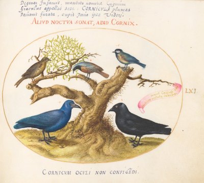 Plaat 61: Blauwe kraai (?), kauw, mees of koolmees, en andere vogels door Joris Hoefnagel