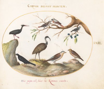Plaat 62: Noordelijke Kale Ibis en Glanzende Ibis met Andere Vogels door Joris Hoefnagel