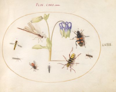 Een libel, een gevlekte langhoorn, een doodgraver en andere insecten met een blauwe en witte akelei door Joris Hoefnagel