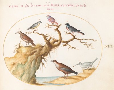 Plaat 63: Zes Kleine Vogels, Inclusief een Blauwborst en een Koekoek(?) door Joris Hoefnagel