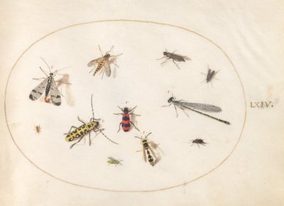 Plaat 64: Elf insecten, waaronder een libel en een langhoornkever door Joris Hoefnagel