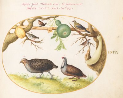 Twee patrijzen, een winterkoninkje en andere vogels door Joris Hoefnagel