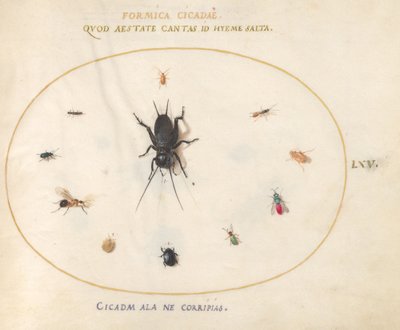 Plaat 65: Een Krekel Omringd door Insecten door Joris Hoefnagel